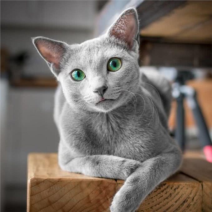 如果白送你一只猫，这10种猫，你想带谁回家