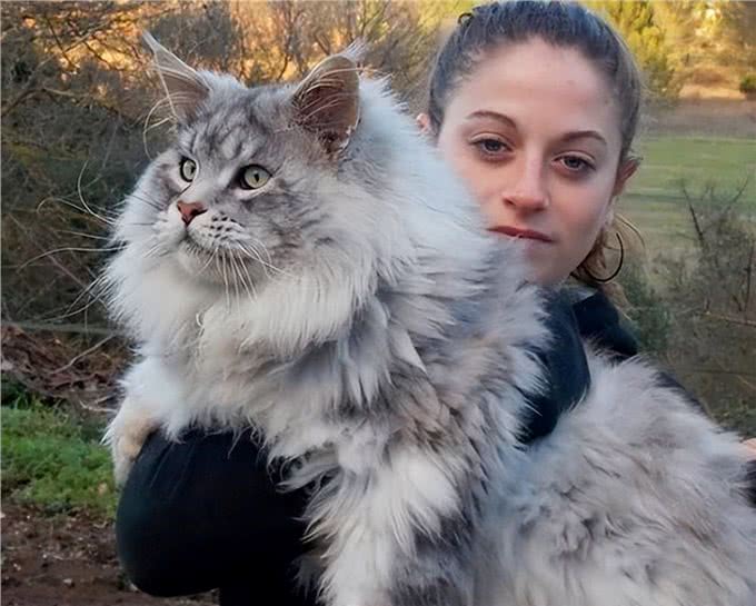 如果白送你一只猫，这10种猫，你想带谁回家