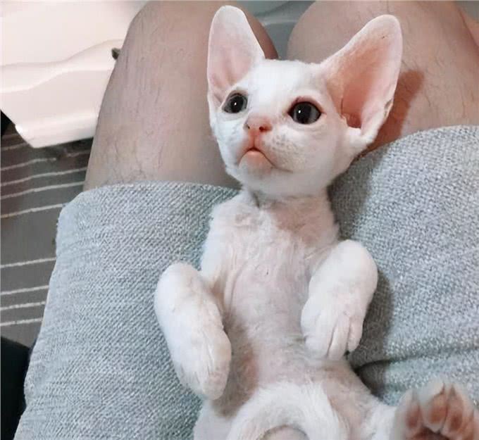 如果白送你一只猫，这10种猫，你想带谁回家