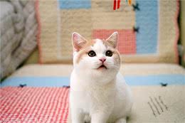 如果白送你一只猫，这10种猫，你想带谁回家