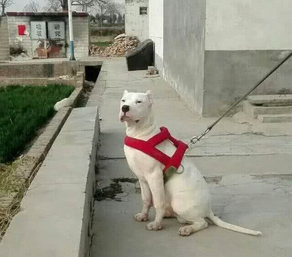 杜高犬属于世界级猛犬的第几名?