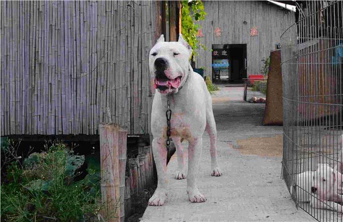 杜高犬属于世界级猛犬的第几名?