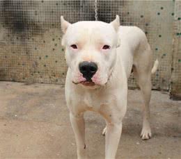 杜高犬属于世界级猛犬的第几名?
