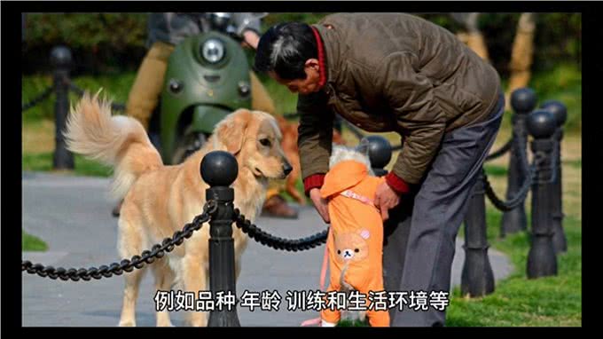 狗的智商—养狗经验分享