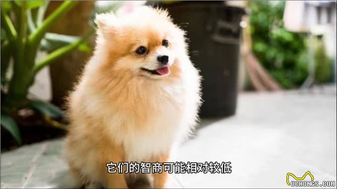 狗的智商—养狗经验分享