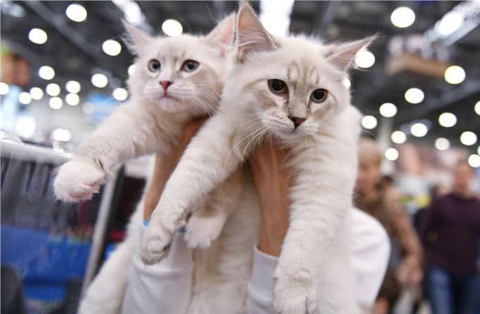 布偶猫有多好?不养不知道，让你捡到宝