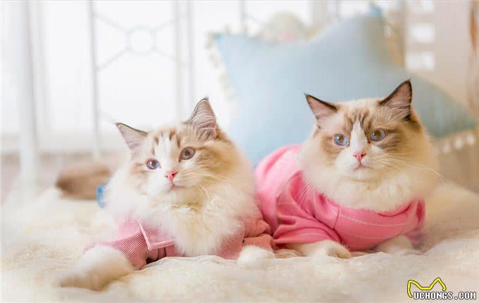 布偶猫有多好?不养不知道，让你捡到宝