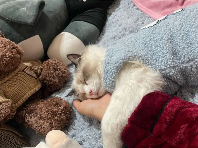 布偶猫有多好?不养不知道，让你捡到宝