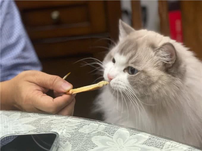 布偶猫有多好?不养不知道，让你捡到宝