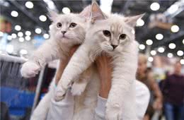 布偶猫有多好?不养不知道，让你捡到宝