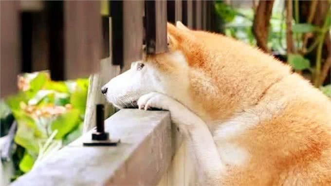 狗狗怕冷分四级，你家的到哪一级了?