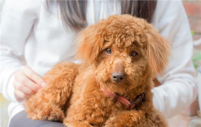 泰迪犬的6大缺点，第一点就很糟心，看完你还想养吗?
