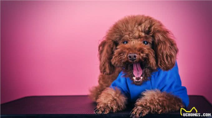 泰迪犬的6大缺点，第一点就很糟心，看完你还想养吗?