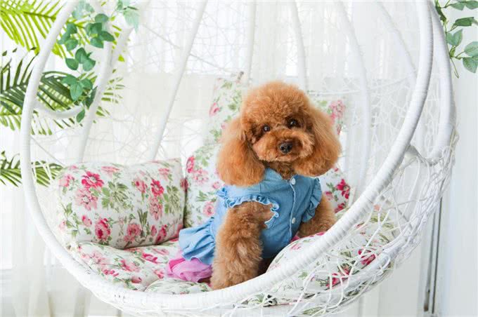 泰迪犬的6大缺点，第一点就很糟心，看完你还想养吗?
