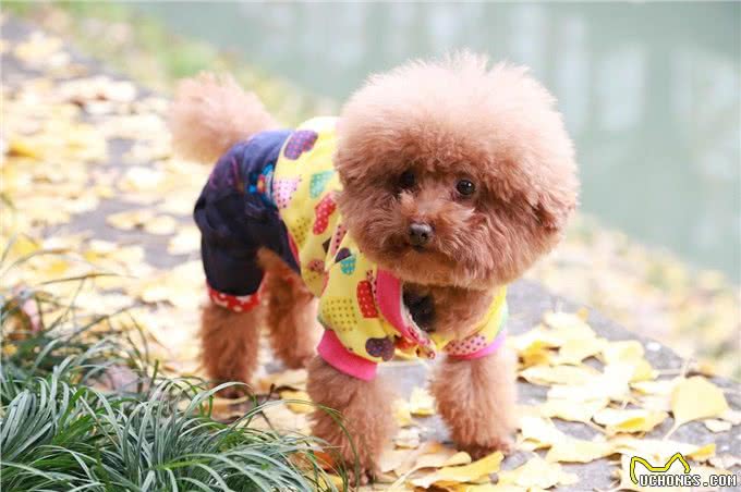 泰迪犬的6大缺点，第一点就很糟心，看完你还想养吗?