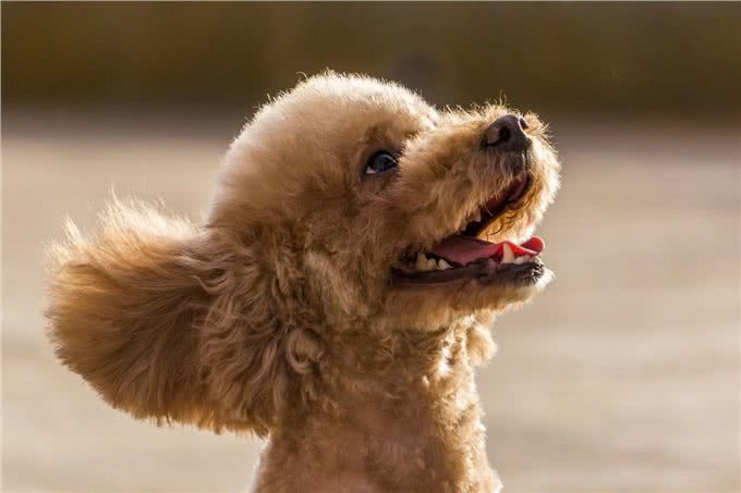 泰迪犬的6大缺点，第一点就很糟心，看完你还想养吗?