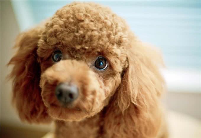 泰迪犬的6大缺点，第一点就很糟心，看完你还想养吗?