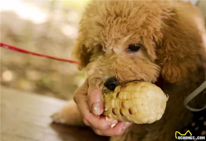 泰迪犬的6大缺点，第一点就很糟心，看完你还想养吗?