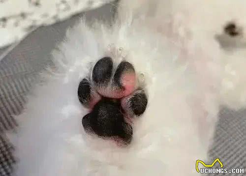 狗鼻子是身份证，狗狗眼中只有蓝色和黄色，这些狗知识你知道吗?