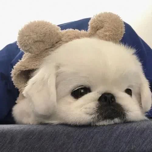 狗鼻子是身份证，狗狗眼中只有蓝色和黄色，这些狗知识你知道吗?