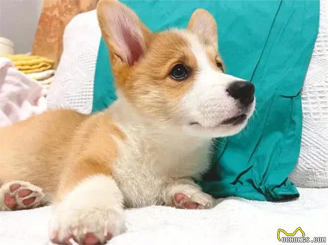 狗鼻子是身份证，狗狗眼中只有蓝色和黄色，这些狗知识你知道吗?