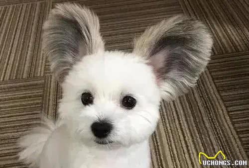 狗鼻子是身份证，狗狗眼中只有蓝色和黄色，这些狗知识你知道吗?