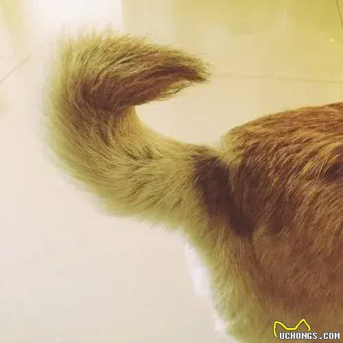 狗鼻子是身份证，狗狗眼中只有蓝色和黄色，这些狗知识你知道吗?