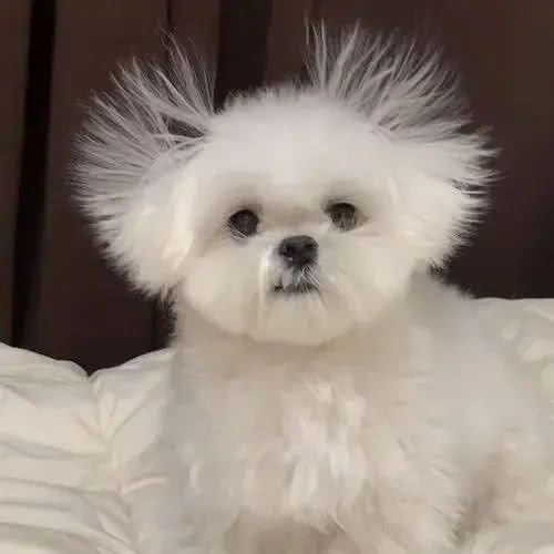 狗鼻子是身份证，狗狗眼中只有蓝色和黄色，这些狗知识你知道吗?