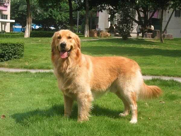 盘点国内十大受欢迎的犬种，常见的家庭伴侣犬
