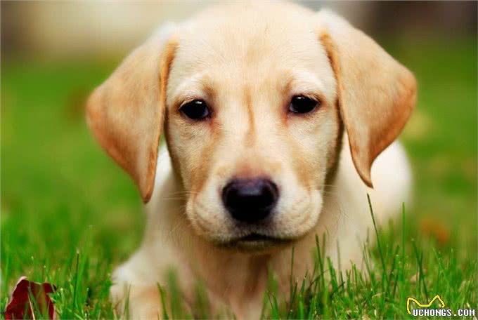 盘点国内十大受欢迎的犬种，常见的家庭伴侣犬