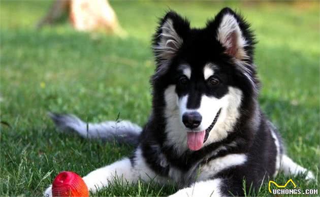 盘点国内十大受欢迎的犬种，常见的家庭伴侣犬