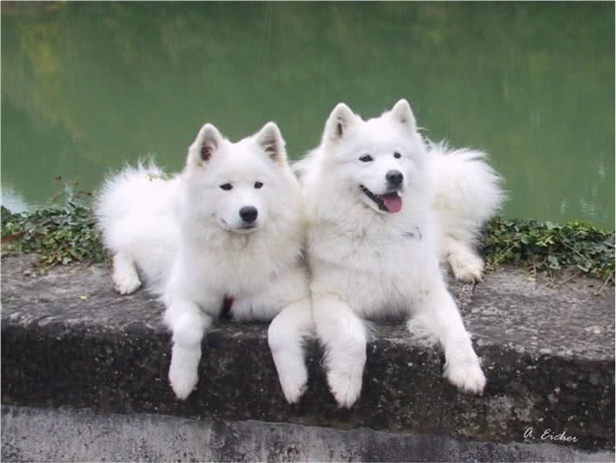 盘点国内十大受欢迎的犬种，常见的家庭伴侣犬