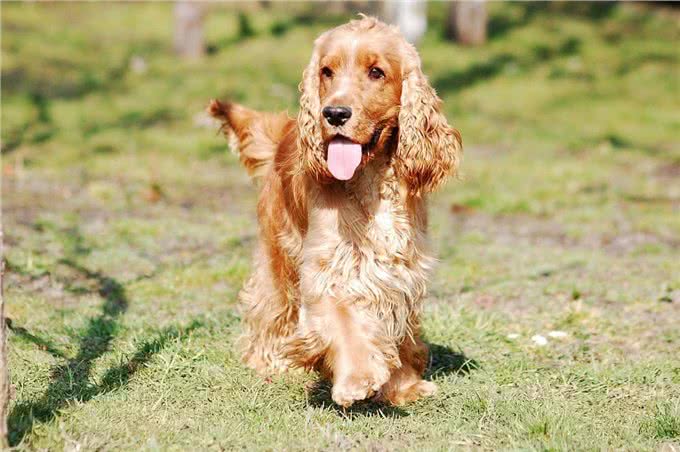 207个品种纯种犬介绍十一(黑色可卡犬和其它纯色可卡犬)