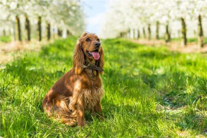 207个品种纯种犬介绍十一(黑色可卡犬和其它纯色可卡犬)