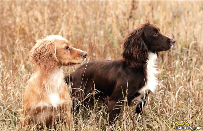 207个品种纯种犬介绍十一(黑色可卡犬和其它纯色可卡犬)