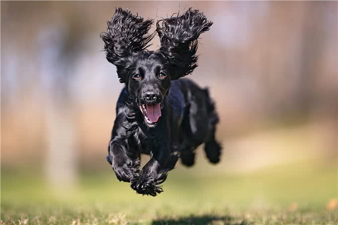 207个品种纯种犬介绍十一(黑色可卡犬和其它纯色可卡犬)