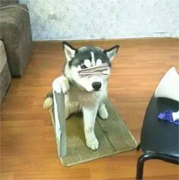 世界上体型最小的哈士奇，其实它是一个神奇的品种，专治拆家!