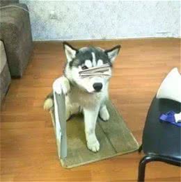 世界上体型最小的哈士奇，其实它是一个神奇的品种，专治拆家!