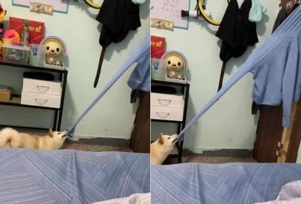 狗狗突然对着门狂吠，把衣服咬成3倍长还不掉，网友:什么牌子