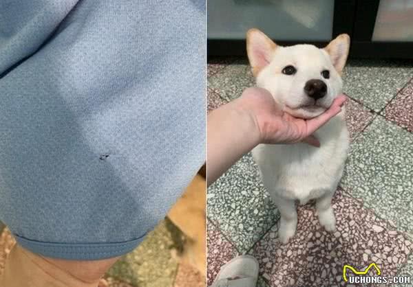 狗狗突然对着门狂吠，把衣服咬成3倍长还不掉，网友:什么牌子