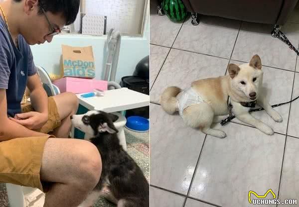 狗狗突然对着门狂吠，把衣服咬成3倍长还不掉，网友:什么牌子