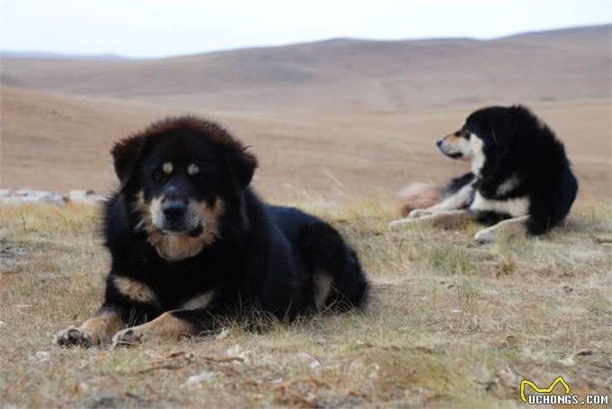 4大土生土长的中华猛犬，实力非凡，在国外非常有名