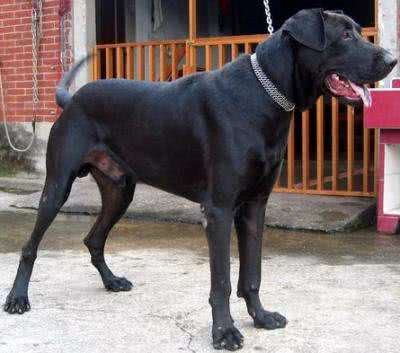 4大土生土长的中华猛犬，实力非凡，在国外非常有名