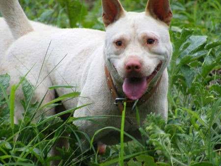 4大土生土长的中华猛犬，实力非凡，在国外非常有名