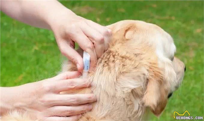 狗狗防治跳蚤，用对方法才是关键