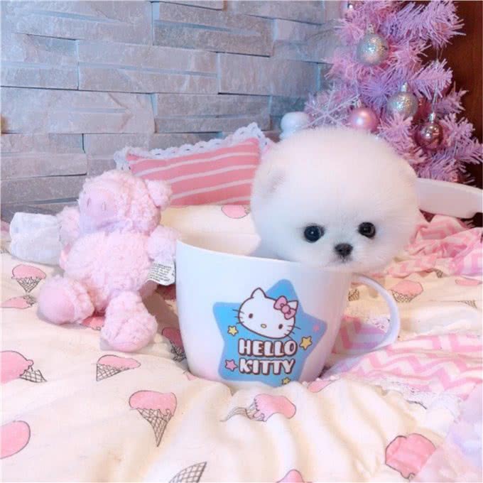 为什么养茶杯犬的人越来越少?背后的真相很扎心