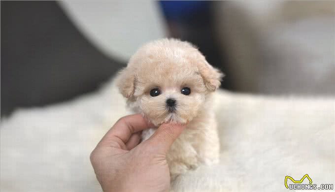 为什么养茶杯犬的人越来越少?背后的真相很扎心