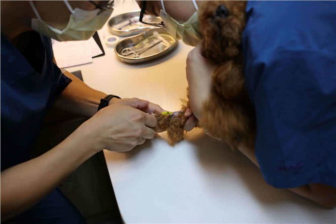 为什么养茶杯犬的人越来越少?背后的真相很扎心