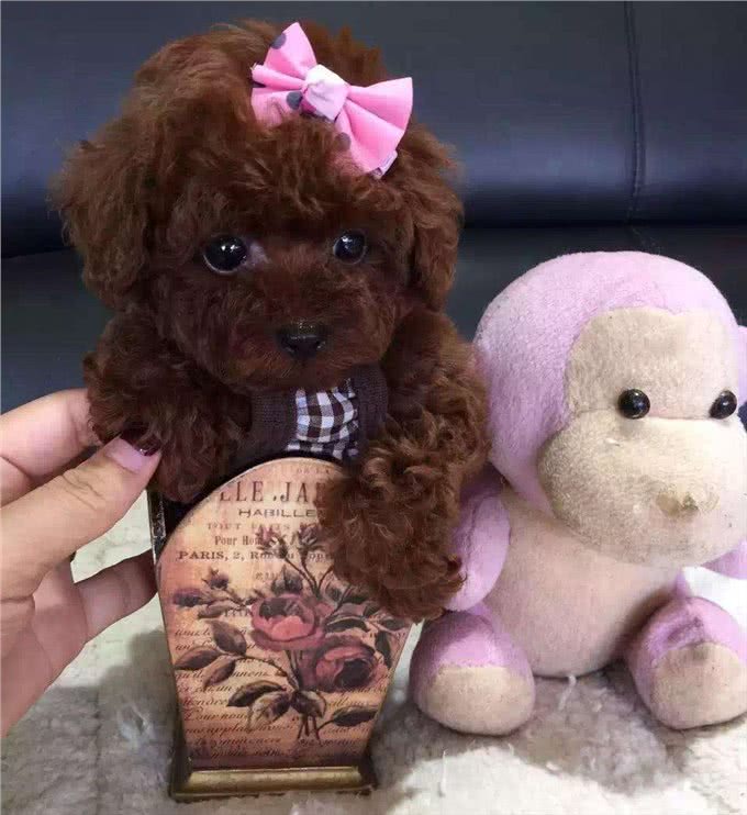为什么养茶杯犬的人越来越少?背后的真相很扎心