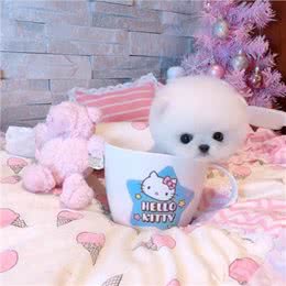 为什么养茶杯犬的人越来越少?背后的真相很扎心